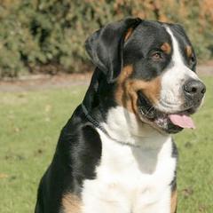Greater Swiss Mountain Dogs and Rottweilers from Cornerstone Kennels