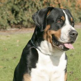 Greater Swiss Mountain Dogs and Rottweilers from Cornerstone Kennels