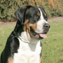 Greater Swiss Mountain Dogs and Rottweilers from Cornerstone Kennels