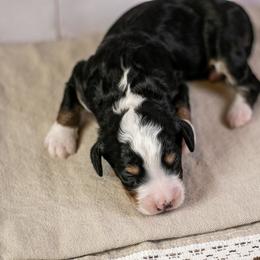 Yellowstone - Tri-color male Bernedoodle puppy in Eureka, Illinois from Joley Aire Family Dogs