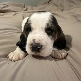 Rodeo - Black white and brown male Basset Hound puppy in Loup City, Nebraska from WoodKrick Bassets