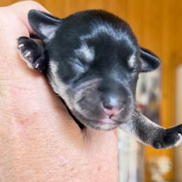 Violet - Black and silver female Miniature Schnauzer puppy in Temple, Texas from Schnauzers Of Taylor