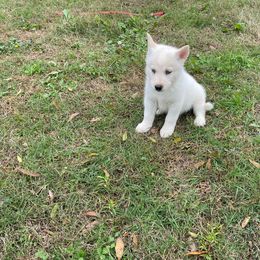 Siberian Husky Puppies from Dacogetic