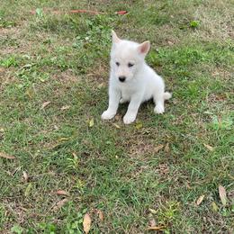 Siberian Husky Puppies from Dacogetic