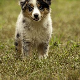 Miniature American Shepherd, Miniature Australian Shepherd, and Toy Australian Shepherd Puppies from Fine Hill Miniature Americans