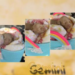 Gemini - Red male Dachshund puppy in Brazil, Indiana from King Duke Dachshunds