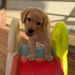 Black Collar - Yellow male Labrador Retriever puppy in Somerset, California from Cantina Labs and Cavs