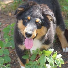 Cash - Black tri male Miniature Australian Shepherd puppy in Ada, Oklahoma from Caprock Mini & Toy Aussies