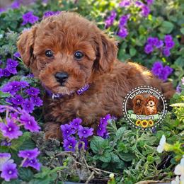 Honey - Red  female Poodle puppy in Salem, Missouri from Meadowbrook Poodles