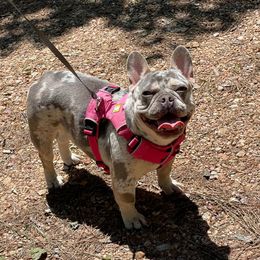 Dua Lipa - French Bulldog