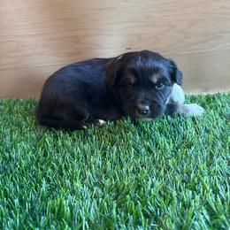 Kiara - Black tri-color female Australian Shepherd puppy in Smithfield, Utah from C&C Ranch