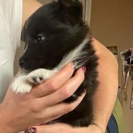 Luna - White and black female Shetland Sheepdog puppy in Centennial, Colorado from Kochar Shelties