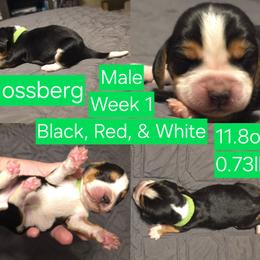 Mossberg Green Male - Black red and white male Beagle puppy in Bemidji, Minnesota from Nse Farms Beagles