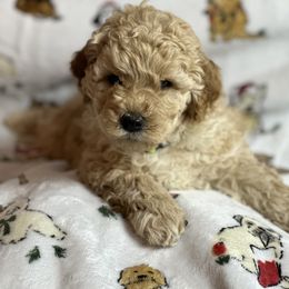 Goldendoodle Puppies from GoldenHearted Doodles