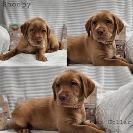 Snoopy - Yellow male Labrador Retriever puppy in Boyd, Minnesota from Lindley Labradors