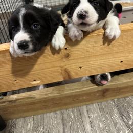 Border Collie Puppies from Roaring River Border Collies