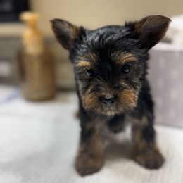 Purple Girl Black and Tan - Black and tan female Yorkshire Terrier puppy in Oregon City, Oregon from D’Luxe Kennels