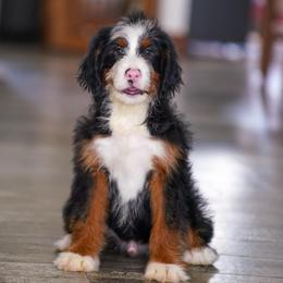 Monaco (socialization program graduate) - Tri-color male Bernedoodle puppy in Dundee, Ohio from Down Home Doodle