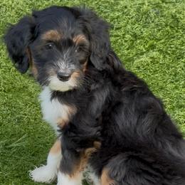 Wallowa - Black and white female Sheepadoodle puppy in Roseburg, Oregon from Sharon’s Sheepadoodle’s