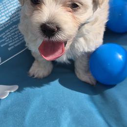 Girl 2 - Cream female Maltipoo puppy in Brooksville, Florida from DeVall Maltipoos
