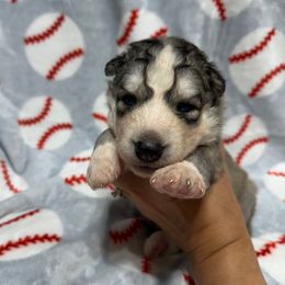 AKC Jeremiah - Agouti and white male Siberian Husky puppy in Centreville, Maryland from Huskies By the Bay