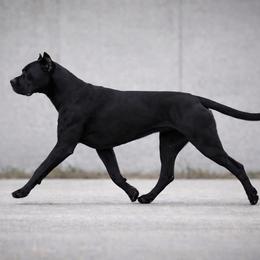 Two - Perro de Presa Canario