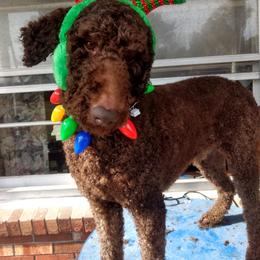 Romeo - Poodle