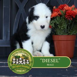 Diesel - Gray and white male Old English Sheepdog puppy in Cleveland, Tennessee from Narrow Path Old English & Sheepadoodles