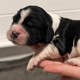 Posie - Black and white female English Springer Spaniel puppy in Stephens City, Virginia from Legendary Springers