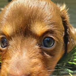 Loui - Chocolate and tan male Dachshund puppy in Birmingham, Alabama from Mini Doxies Love