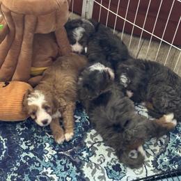 Bernedoodle puppies from Azteddybeardoodles