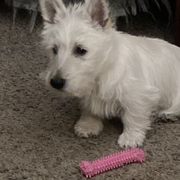 Scottish Terrier Puppies from Carnes Croft Scotties