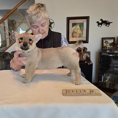 Boy 1 - male Swedish Vallhund puppy in Garden Prairie, Illinois from Snowood Dalmatians and Cavaliers