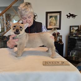 Boy 1 - male Swedish Vallhund puppy in Garden Prairie, Illinois from Snowood Dalmatians and Cavaliers