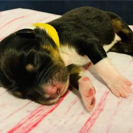 Australian Shepherd Puppies from REINVENTED.KENNELS