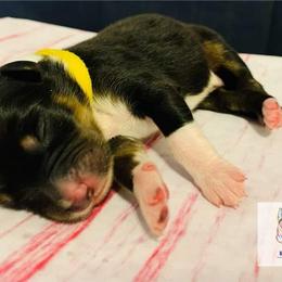Australian Shepherd Puppies from REINVENTED.KENNELS