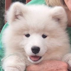 Samoyeds from Bruin Samoyeds