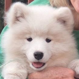 Samoyeds from Bruin Samoyeds