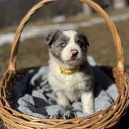 Blue Merle Male 2 - Blue merle male Miniature Australian Shepherd puppy in Stuart, Virginia from Apple Tree Mini Aussies