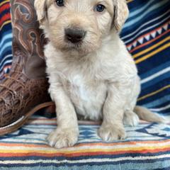 Bordoodle Puppies from JM Lazy S Doodles