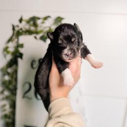 Nectar - Black and white male Pomsky puppy in Cleveland, Ohio from Lake Point Pomskies