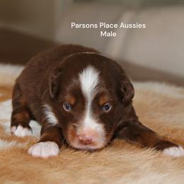 Boy 1 - Red tri male Miniature Australian Shepherd puppy in Chandler, Oklahoma from Parsons Place Aussies