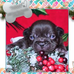 Boy 1 - Poldark - Liver male French Bulldog puppy in Elberton, Georgia from Ioney's Southern Paws Shelties, Frenchies, and Yorkies