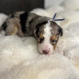 Mr.Blue - Blue merle male Aussiedoodle puppy in San Antonio, Texas from Lovable Doodles SA