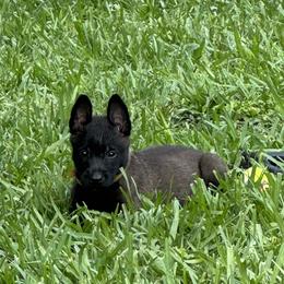 Yellow Boy 4 - Black sable male Belgian Malinois puppy in Orange, Texas from Tacti-Mal K9 Kennels