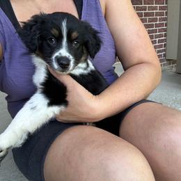 Fiji - Black tri female Miniature Australian Shepherd puppy in Iowa from Holly's Miniature Australian Shepherds