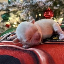 AKC Sugar - Cream and white female Shih Tzu puppy in Paintsville, Kentucky from Molly B's ShihTzus