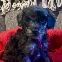 Maggie Mae - Merle female Goldendoodle puppy in Greenville, South Carolina from Law Doodles of SC