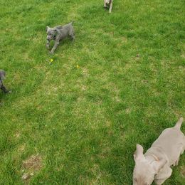 Weimaraner Puppies from Miller's Weimaraners