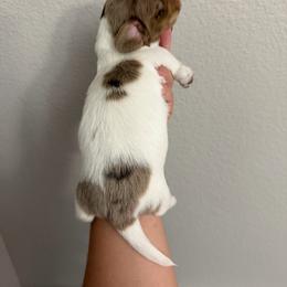 Boy 1 - Piebald male Dachshund puppy in Oroville, California from Barnes’ Doxies
